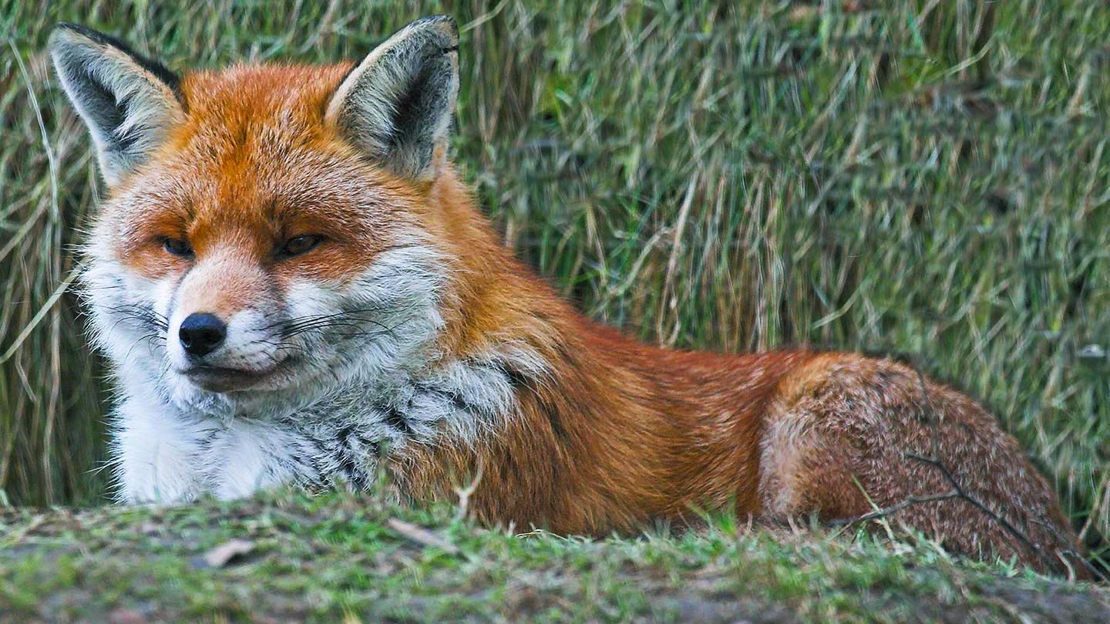 Resting fox