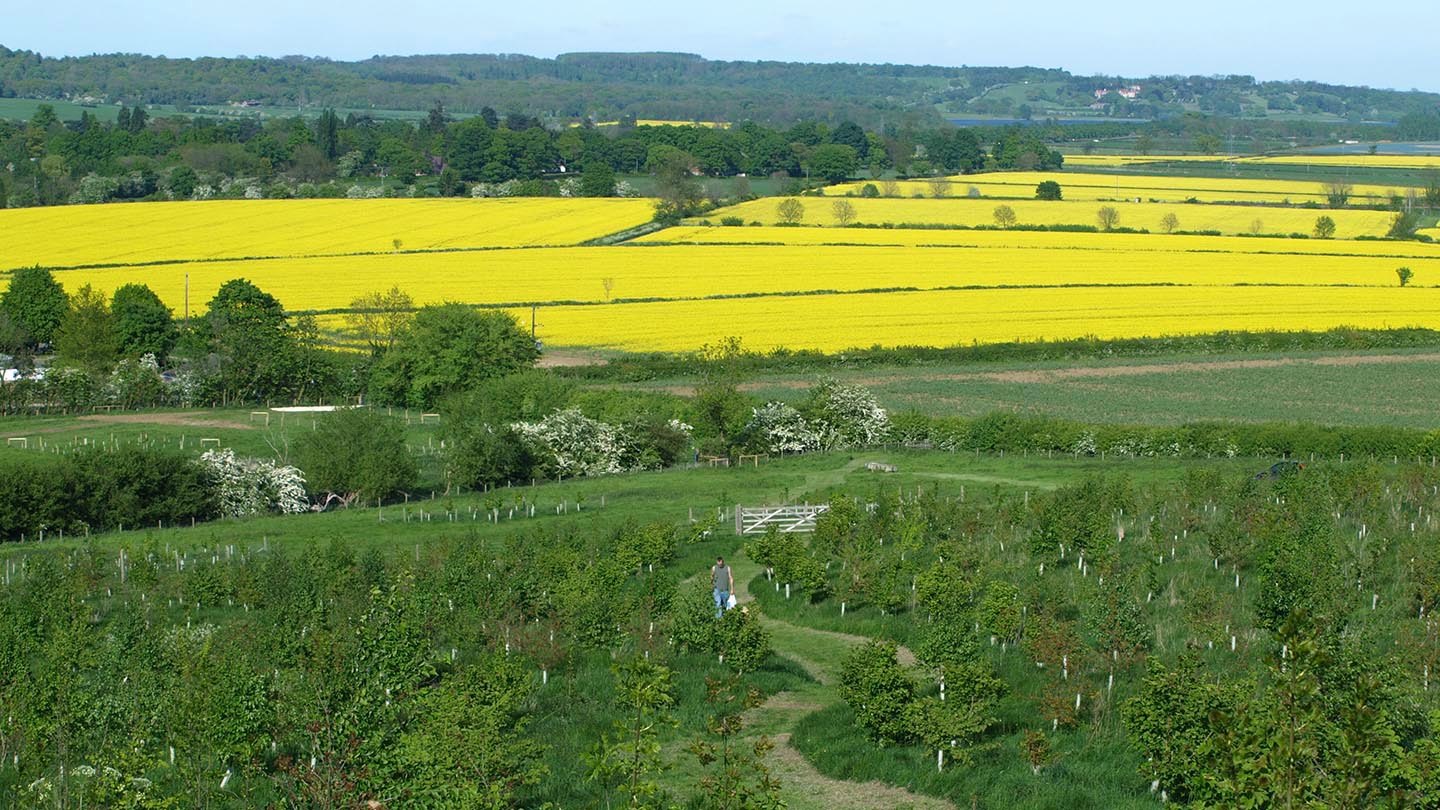 Gorse Field, Harris Grove & Ball's Meadow - Woodland Trust