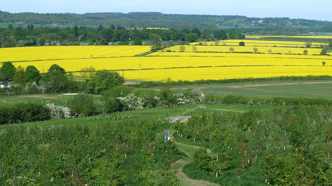 Path through young trees and view across fields, Gorse Field, Harris Grove & Balls Meadow
