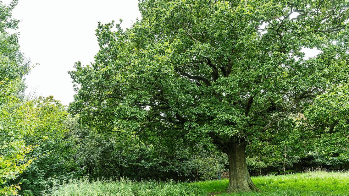 Large tree, Gorse Field, Harris Grove & Balls Meadow