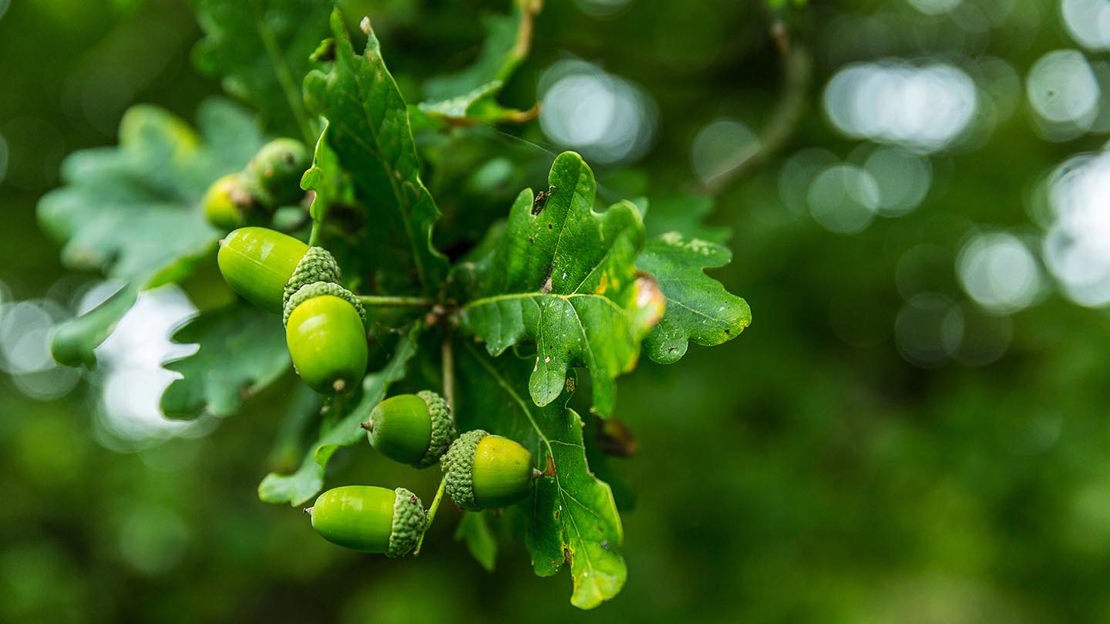 Acorns on twig, Gorse Field, Harris Grove & Balls Meadow