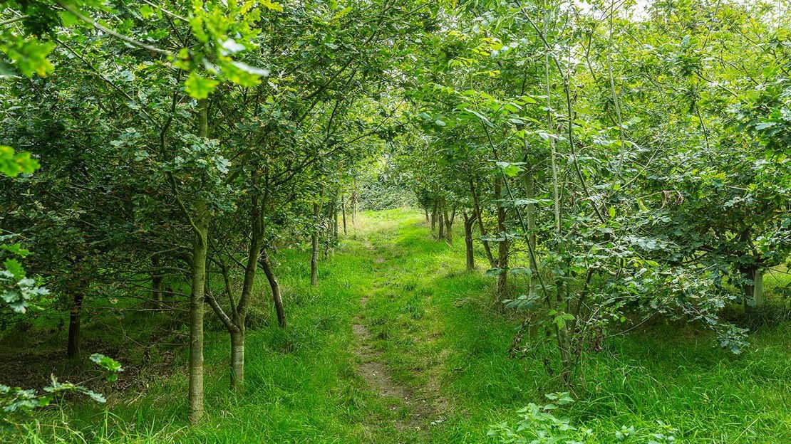 Grassy path through trees, Gorse Field, Harris Grove & Balls Meadow