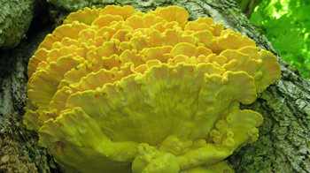 Chicken of the woods growing on tree