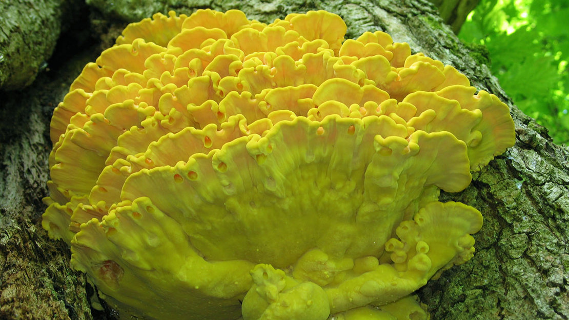 Chicken of the woods growing on tree
