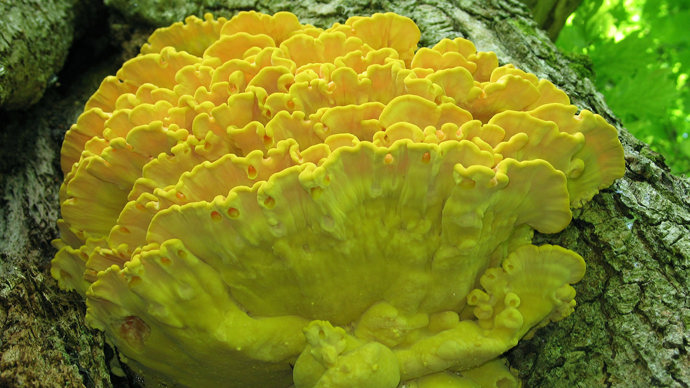Chicken of the woods growing on tree