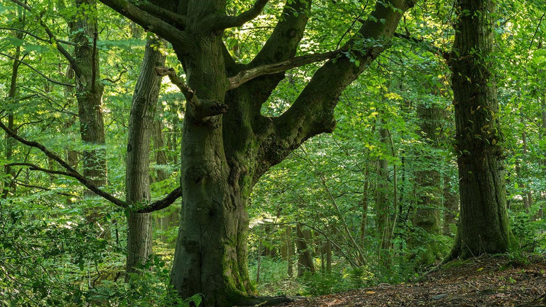 Large tree, Greyfield Wood