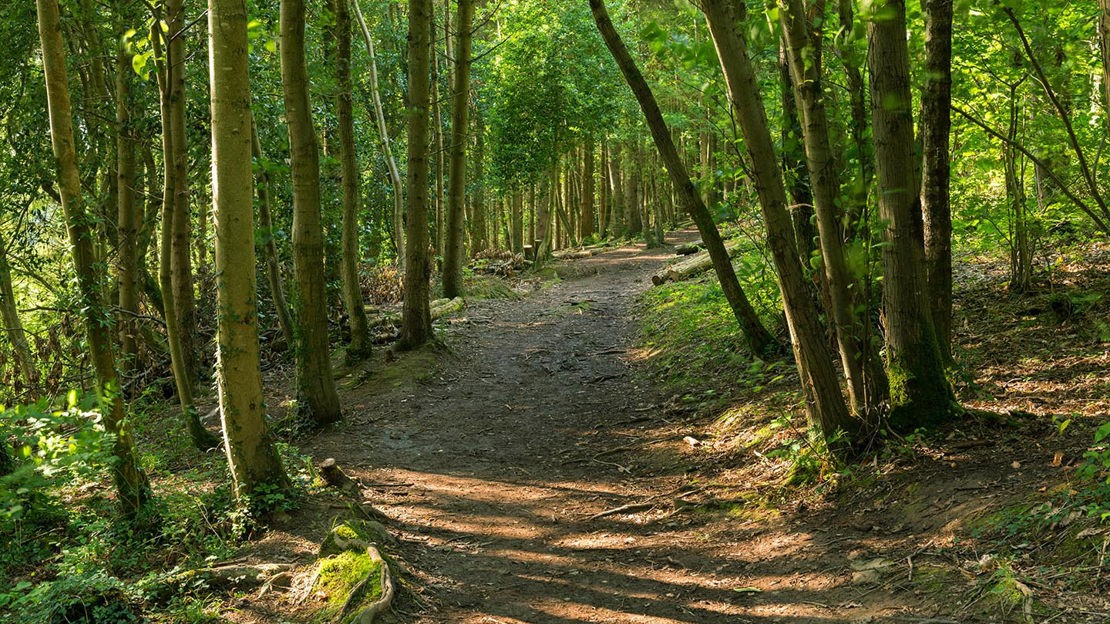 Sunlit path through wood / Greyfield Wood