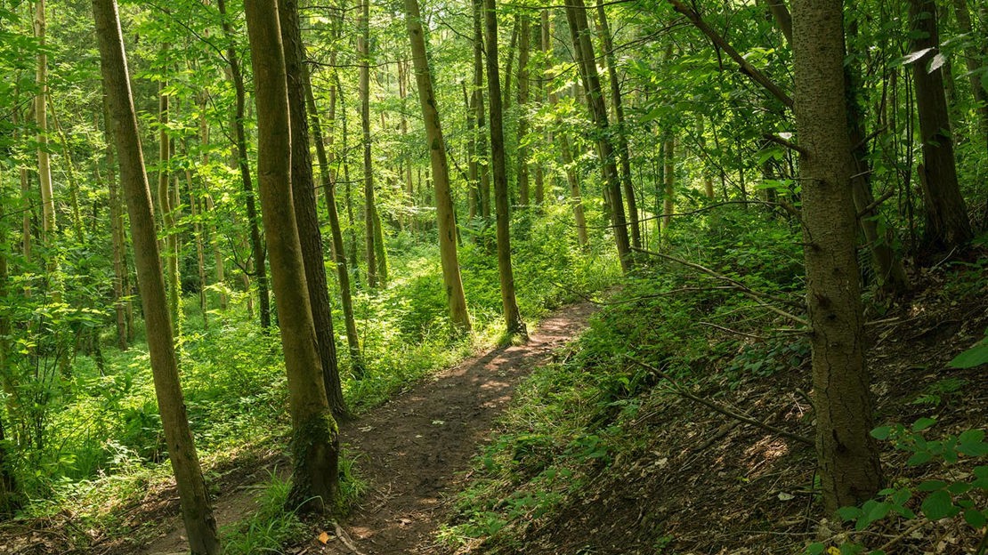 Narrow path through Greyfield Wood