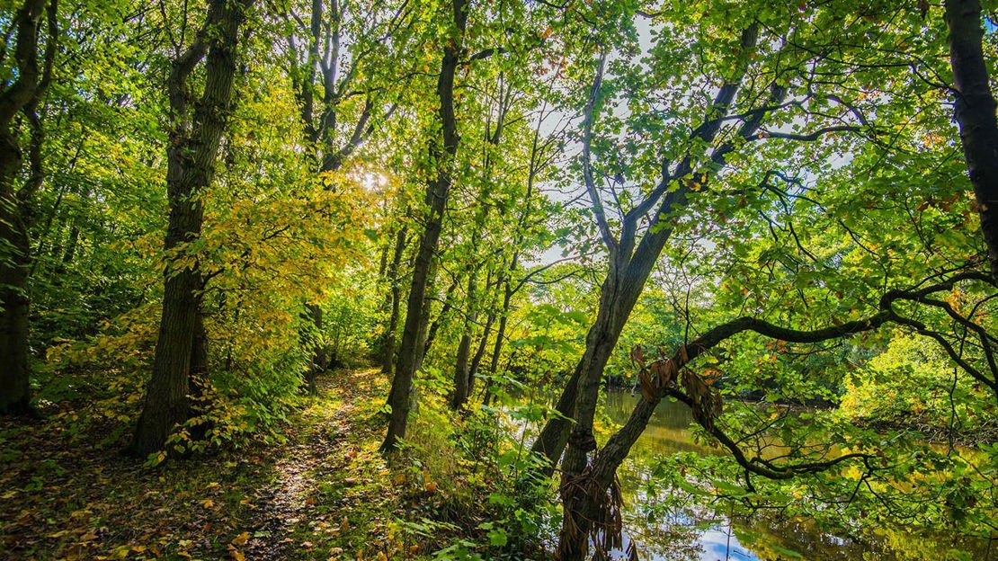 Tree overhanging lake, Haddocks Wood