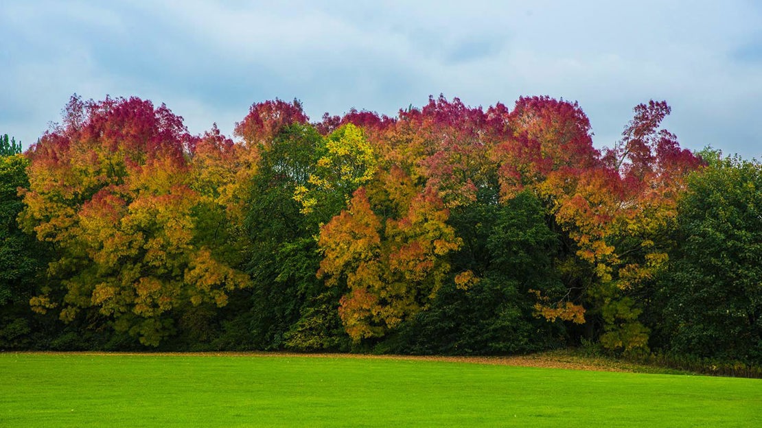 Tree line wearing autumnal colours, Haddocks Wood