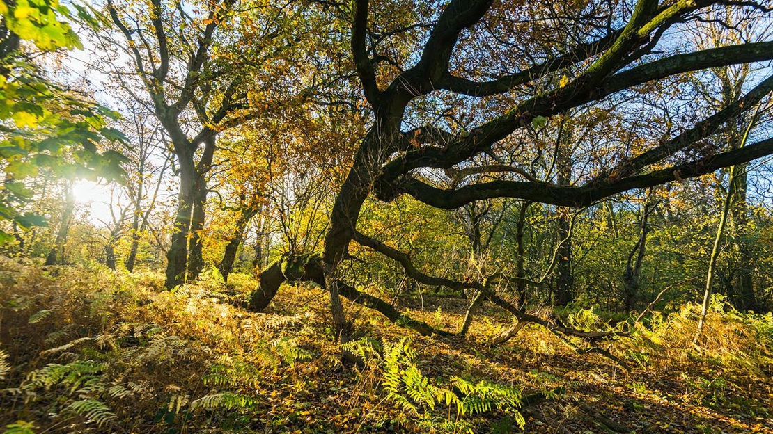 Sunlit woodland, Haddocks Wood