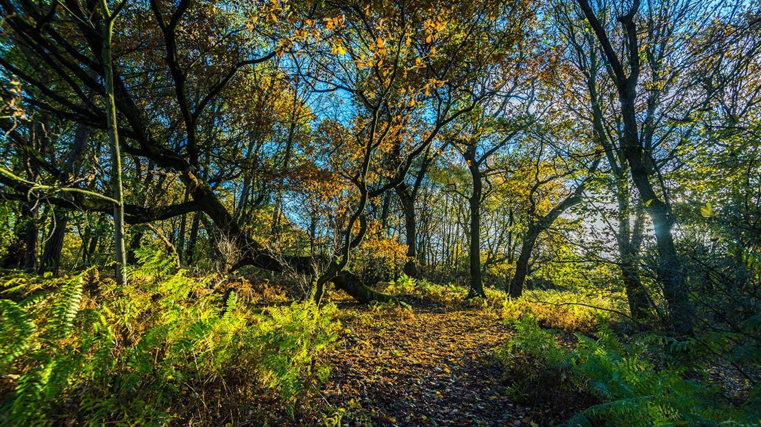 Blue sky-lit woodland, Haddocks Wood