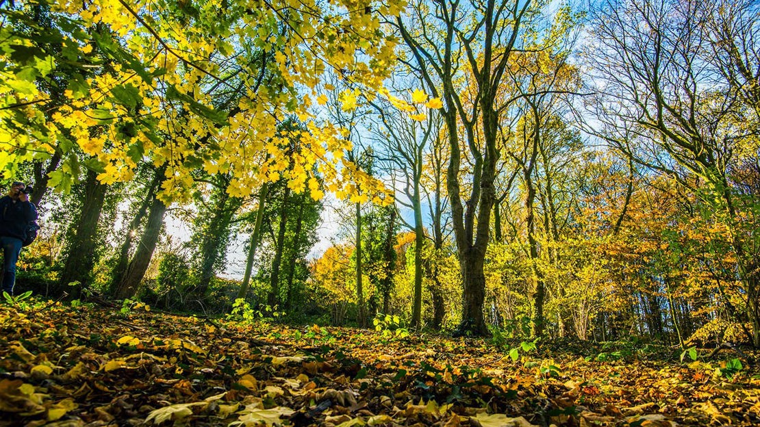 Woodland in autumn, Haddocks Wood