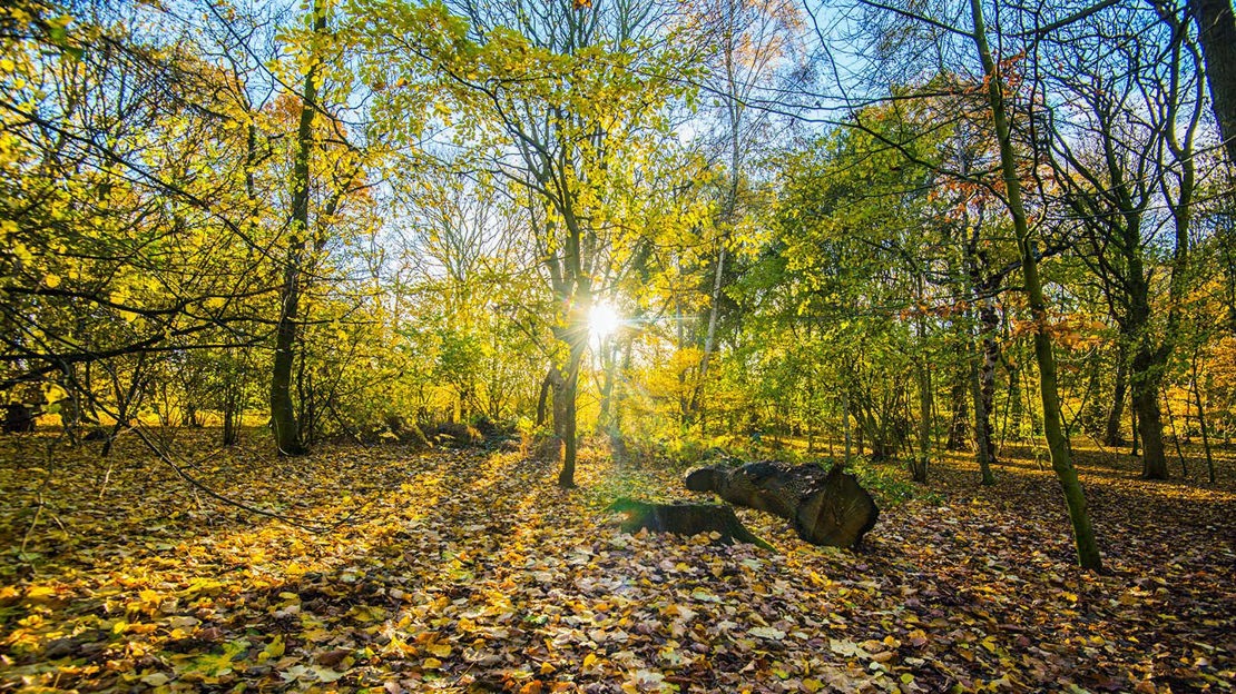 Sunburst through autumnal woodland, Haddocks Wood