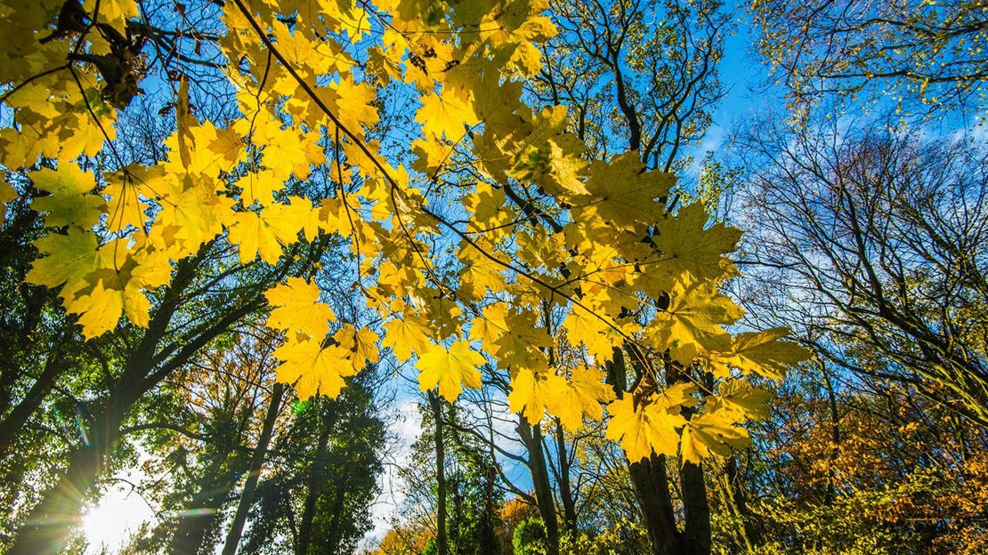 Looking into autumnal canopy, Haddocks Wood