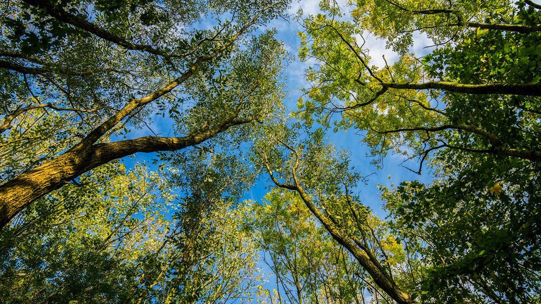 Looking into canopy, Haddocks Wood