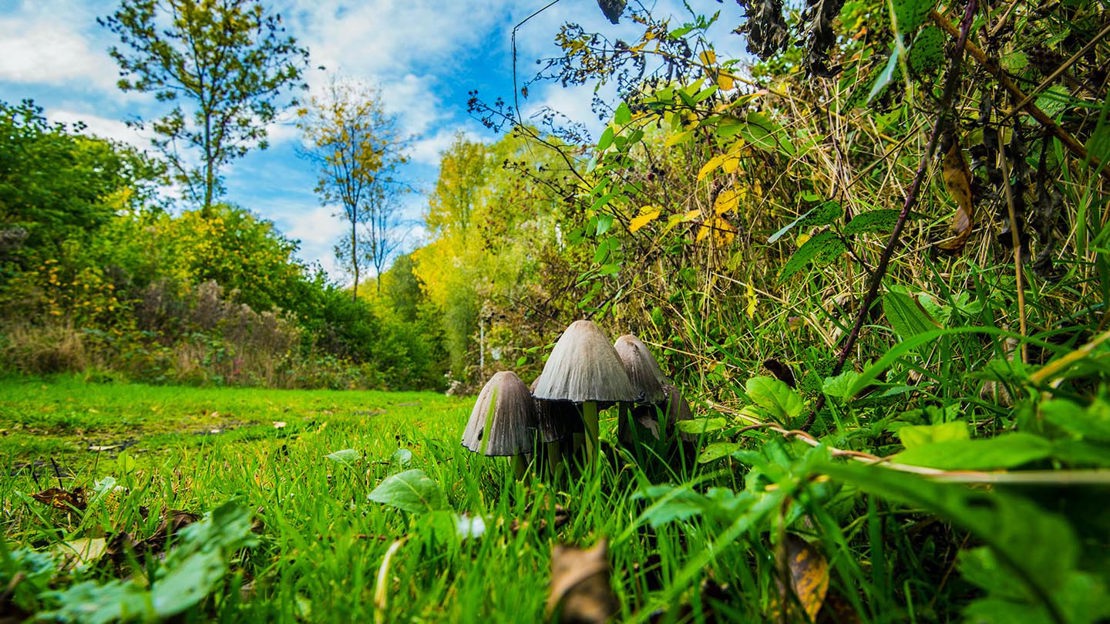 Cluster of fungi, Haddocks Wood