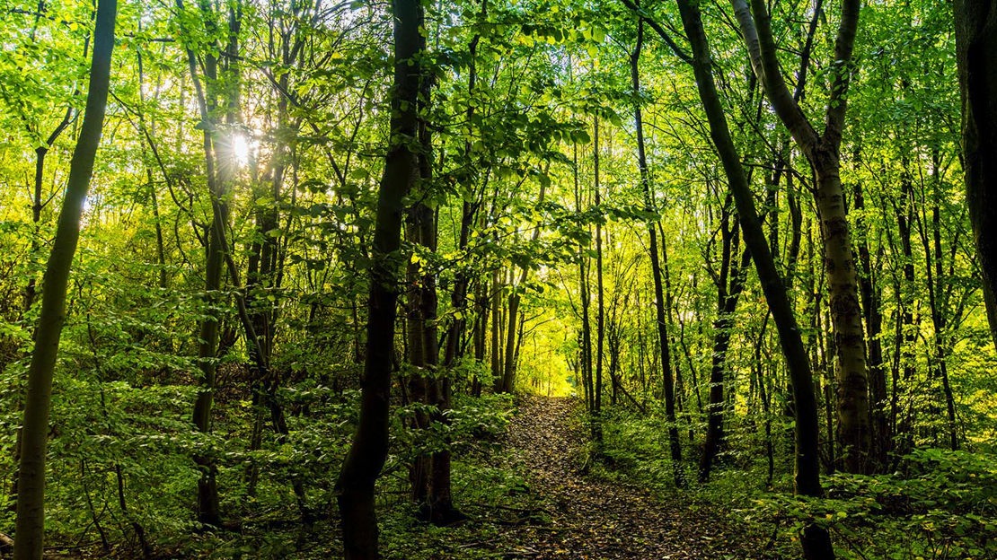 Narrow path through trees, Haddocks Wood