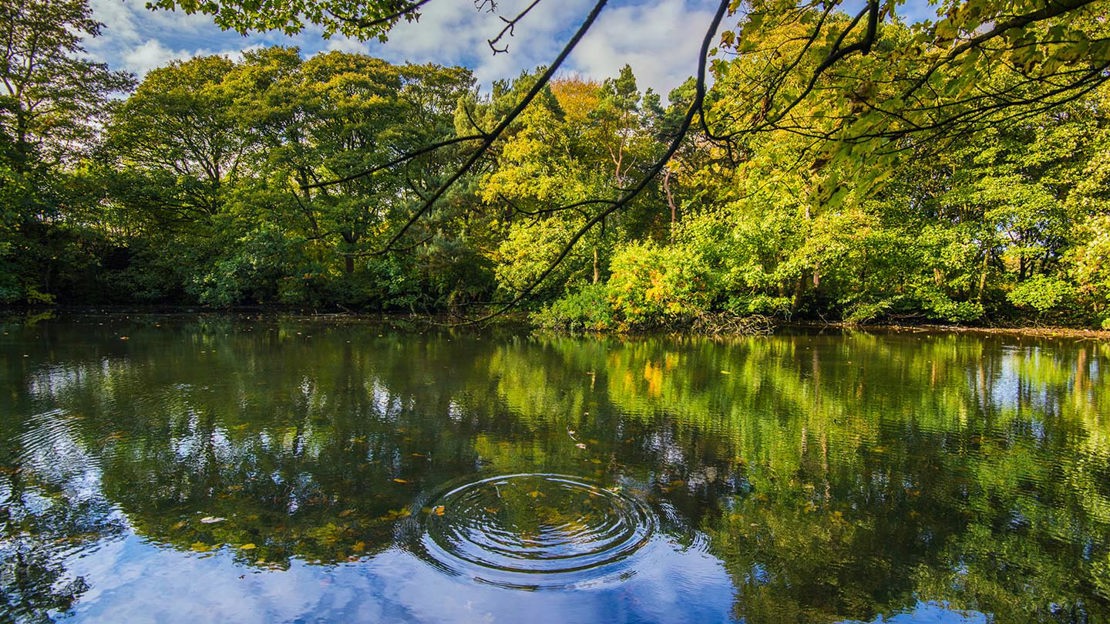 Circular ripple on lake surface, Haddocks Wood