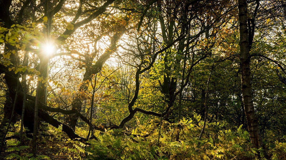 Sunlight through trees, Haddocks Wood