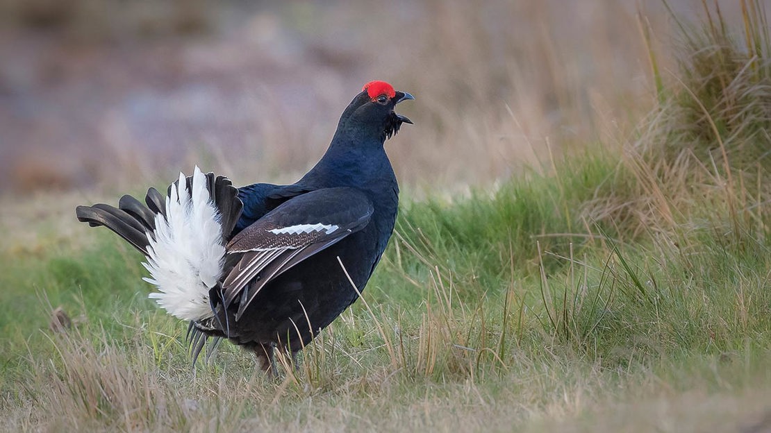 Black grouse in meadow
