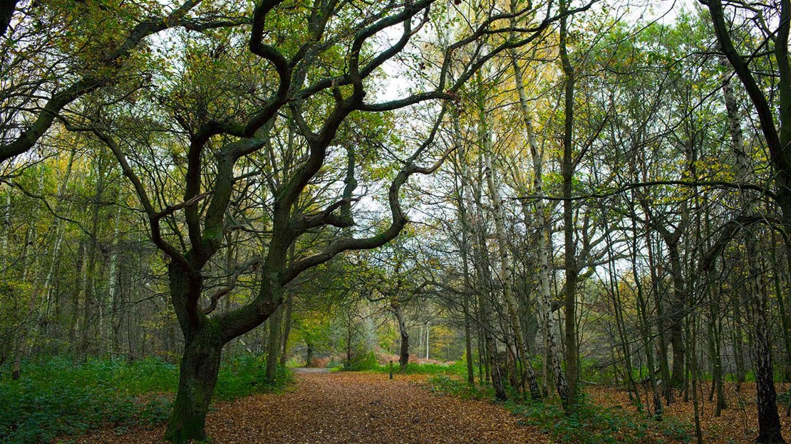 Tree with twisted branches, Hainault Forest