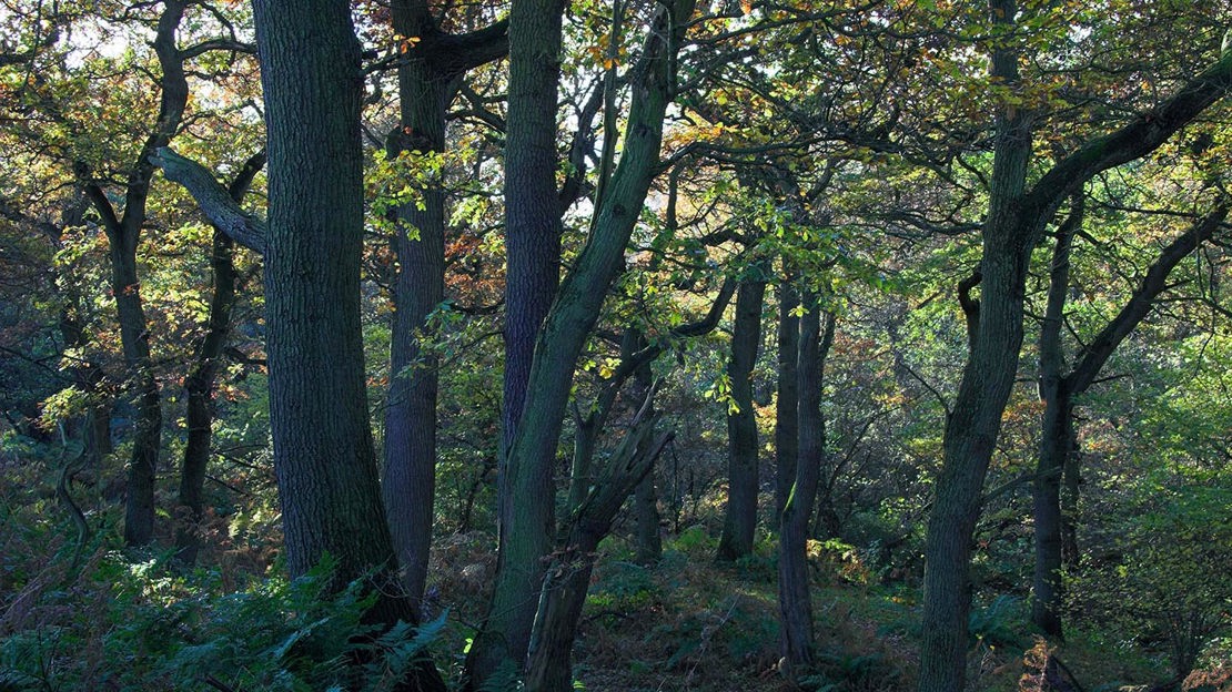 Shady grove, Hedley Hall
