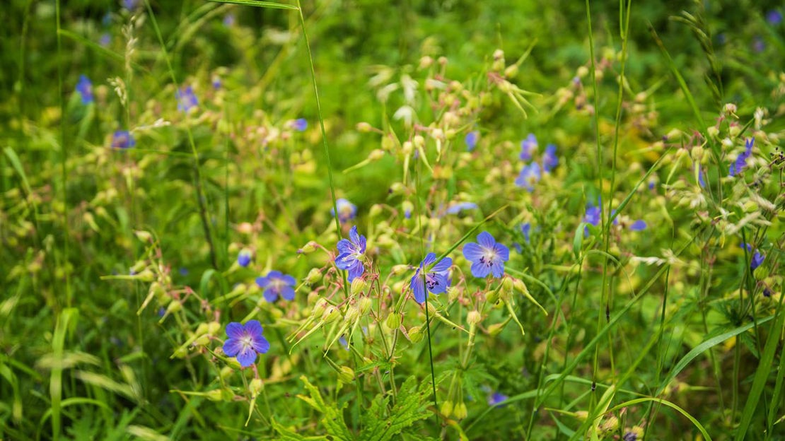 Speedwell, Hedley Hall