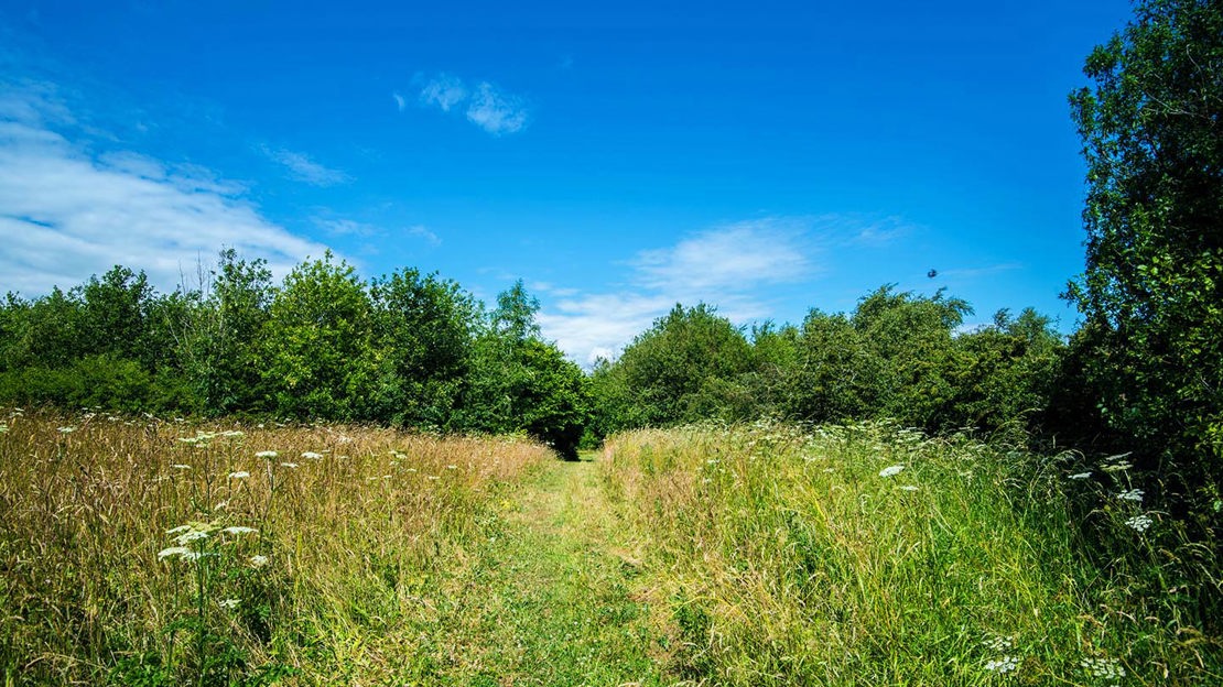 Path through cow parsley towards Hedley Hall