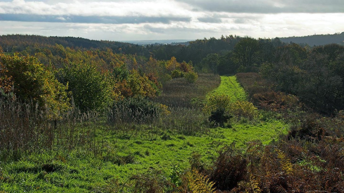 Grassy path, Hedley Hall