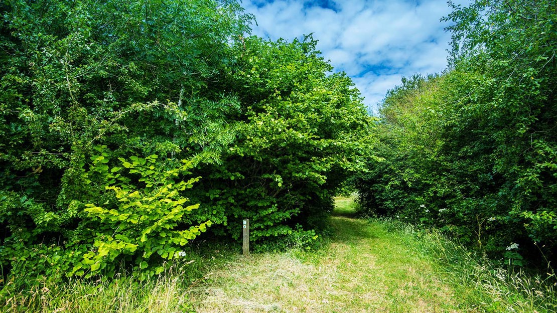 Grassy path into woods, Hedley Hall