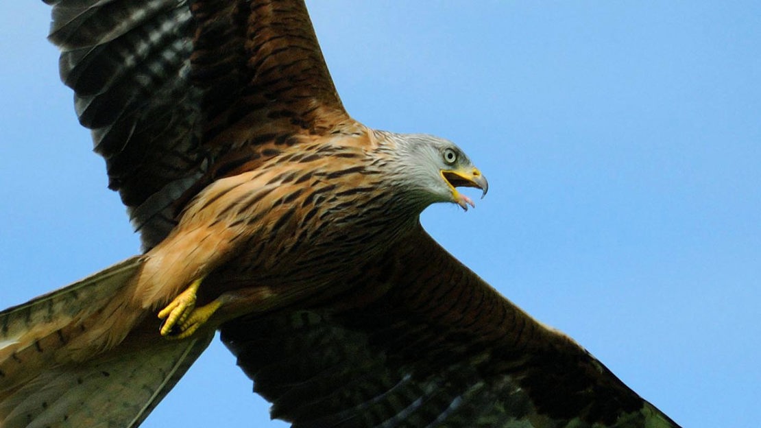Red kite in flight