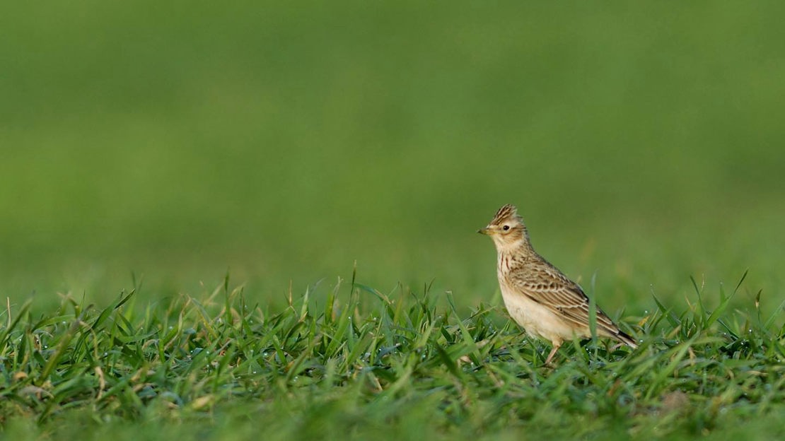 Skylark walking on grass, Home Farm