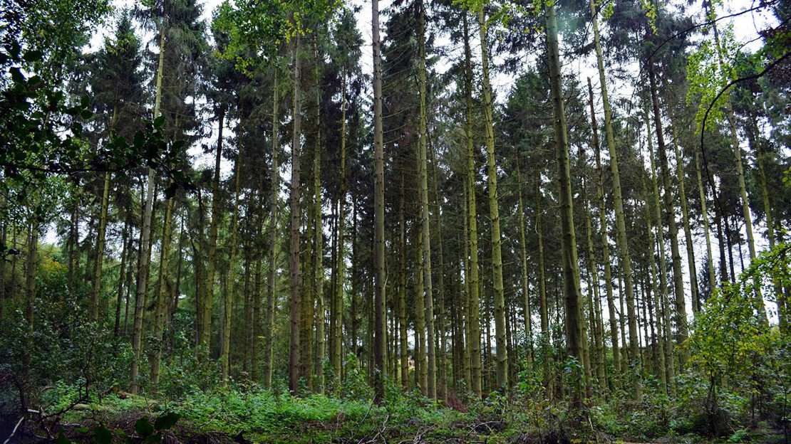 Tall, thin-trunked trees, Home Farm