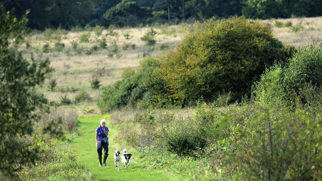 Woman walking dogs, Home Farm