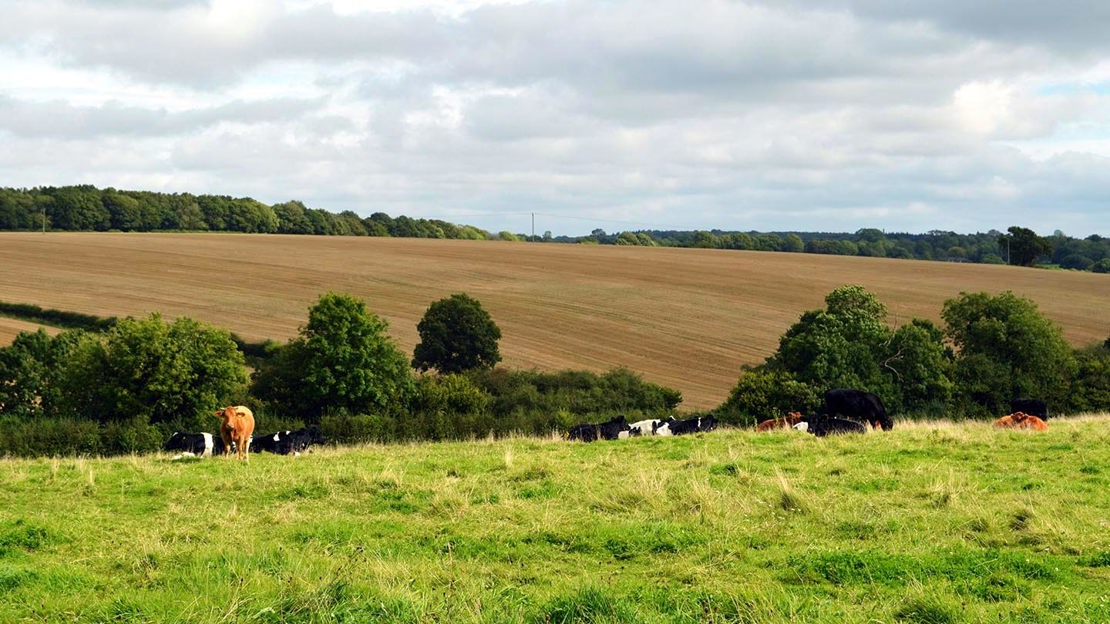 Cows in meadow, Home Farm