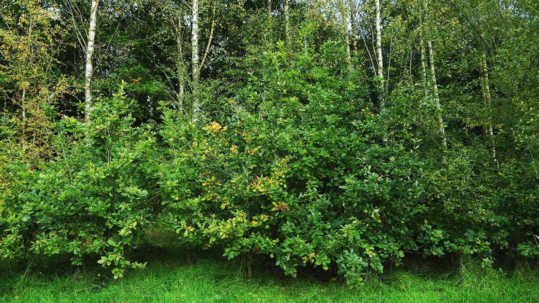Edge of woodland, Home Farm