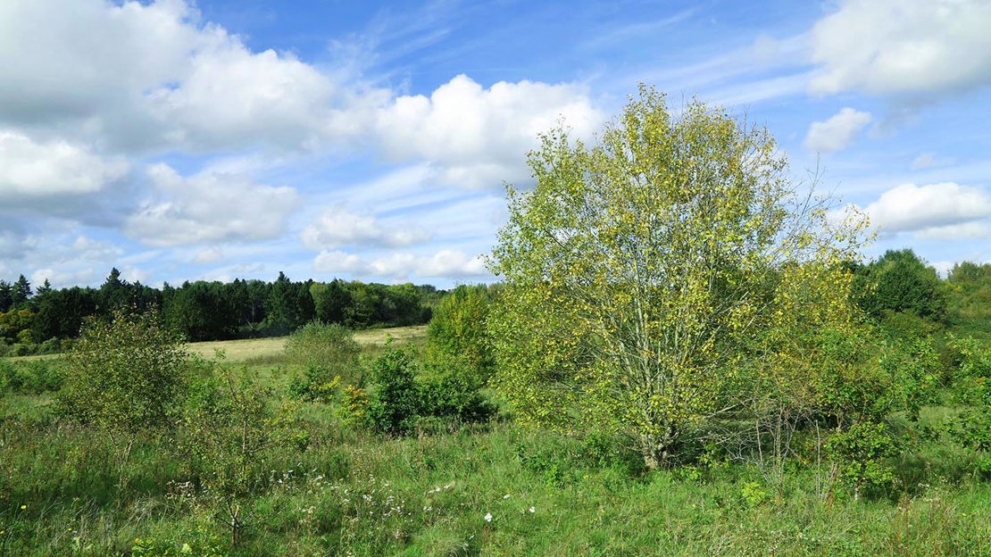 Grassland overlooking Home Farm