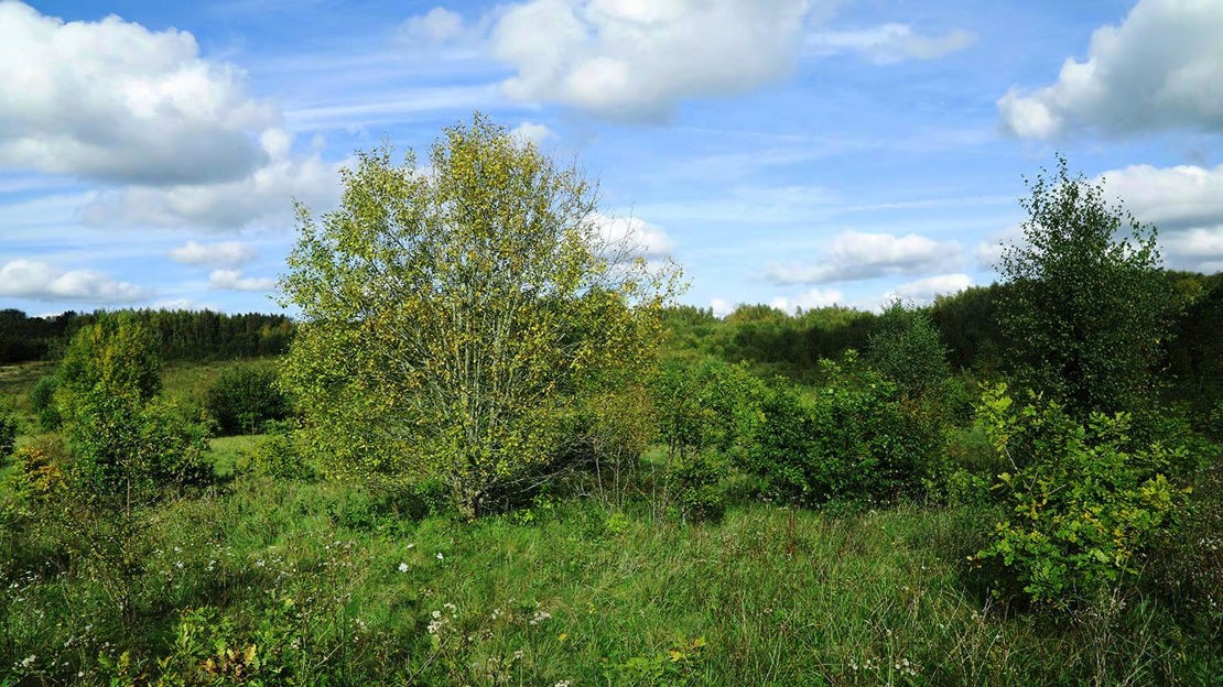 Grassland near Home Farm