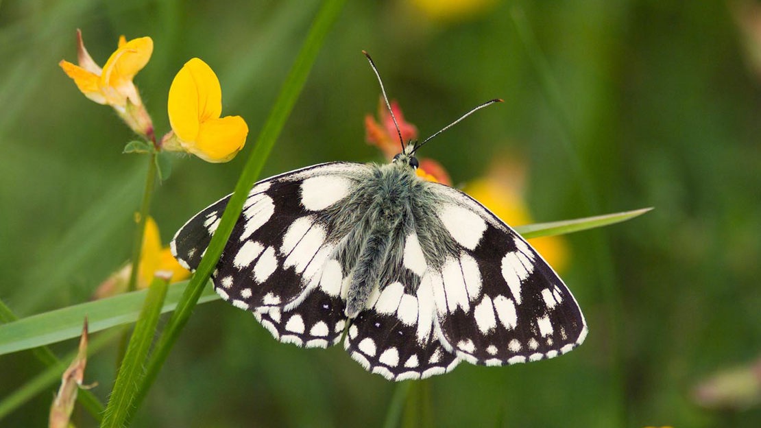 Marbled White butterfly
