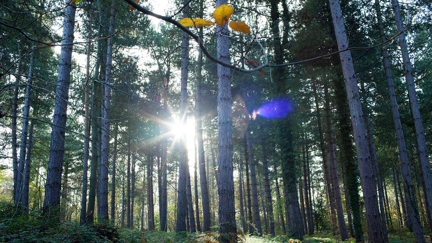 Joyden's Wood Visiting Woods Woodland Trust