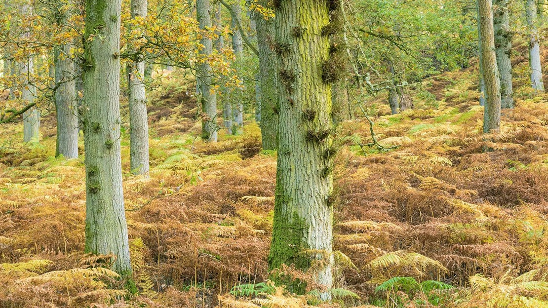 Woodland in autumn, Kinclaven Bluebell Wood