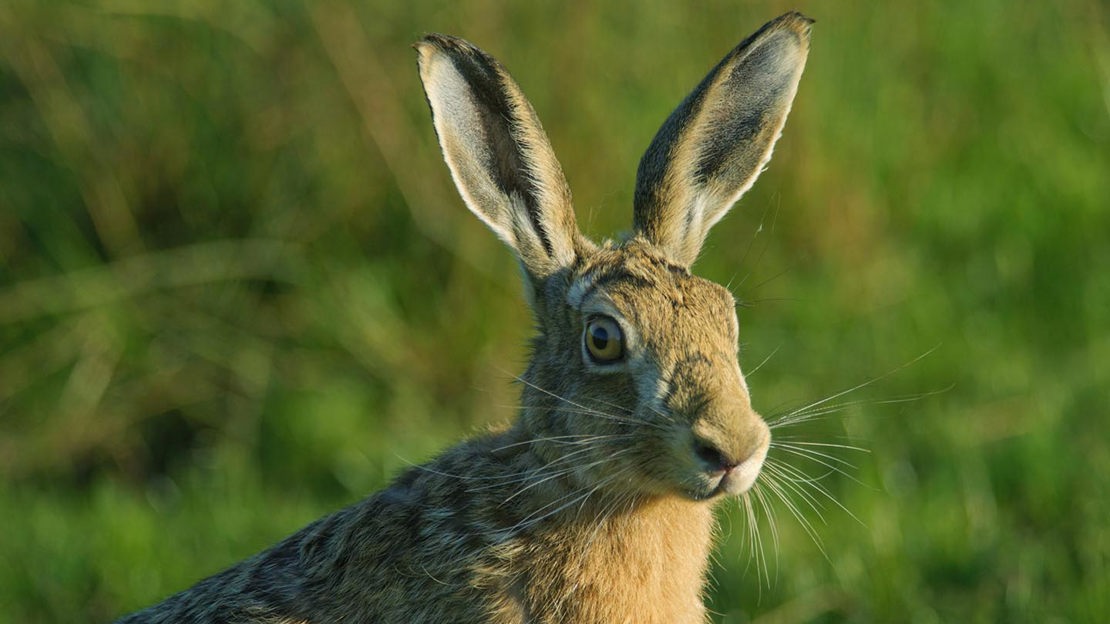 Startled hare