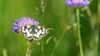 Butterfly, Lineover Wood