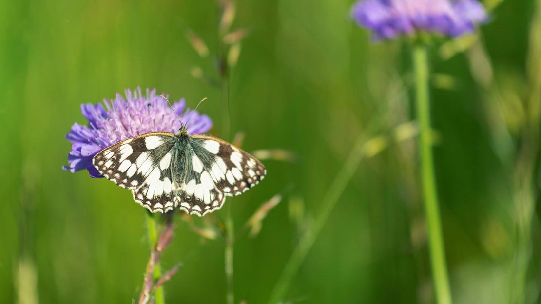Butterfly, Lineover Wood Butterfly, Lineover Wood