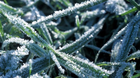 Frosty grass, close-up, Londonthorpe Wood