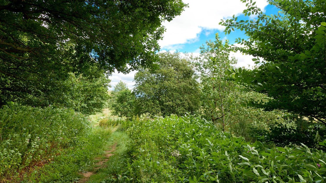 Path through Low Burnhall