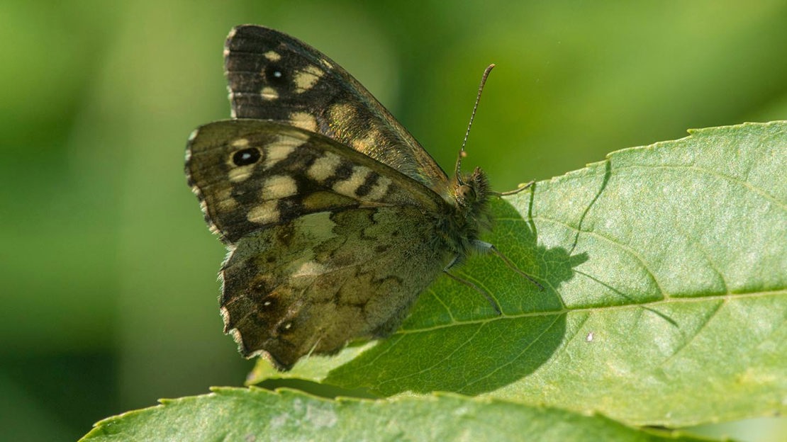 Speckled Wood