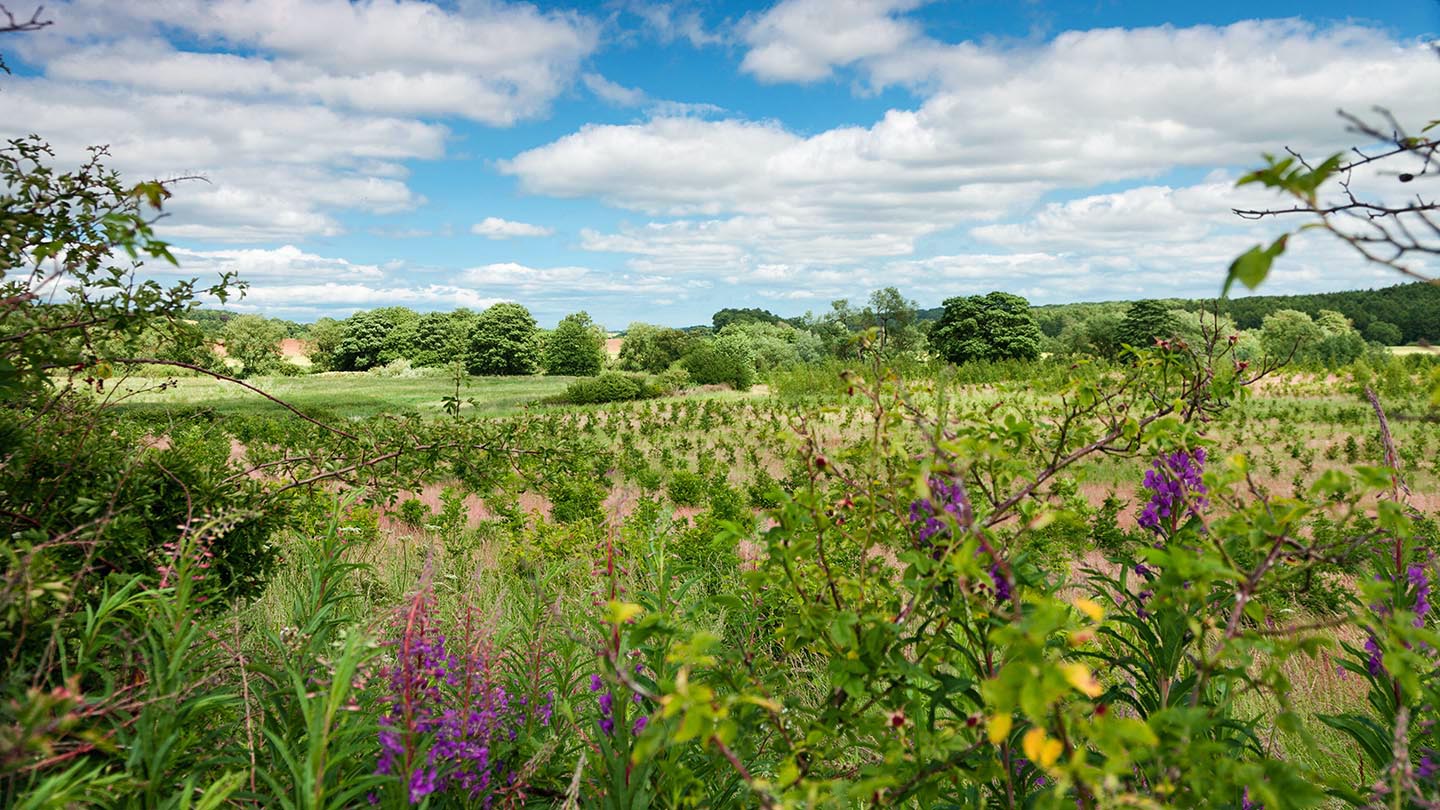 Low Burnhall Visiting Woods Woodland Trust