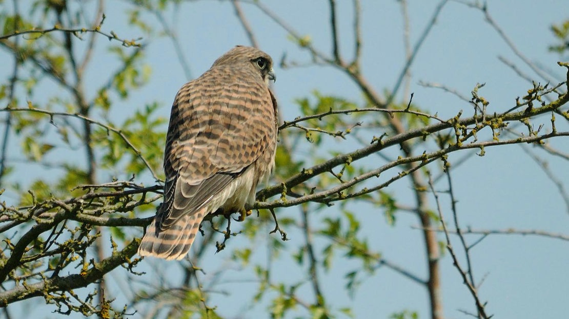 Kestrel